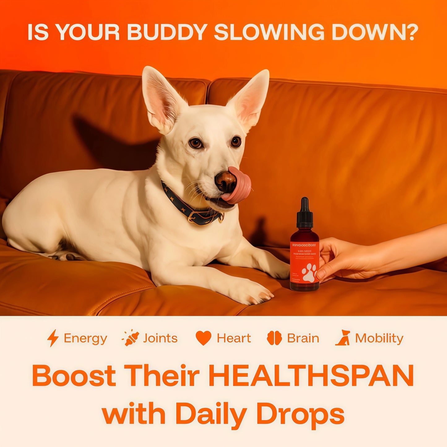 Dog Longevity Supplement NAD+ & NMN - Joint Health, Vitality & Healthy Aging - Nano liposomal Technology - Easy to Give Every Day - Better Absorption - Resveratrol - CoQ10