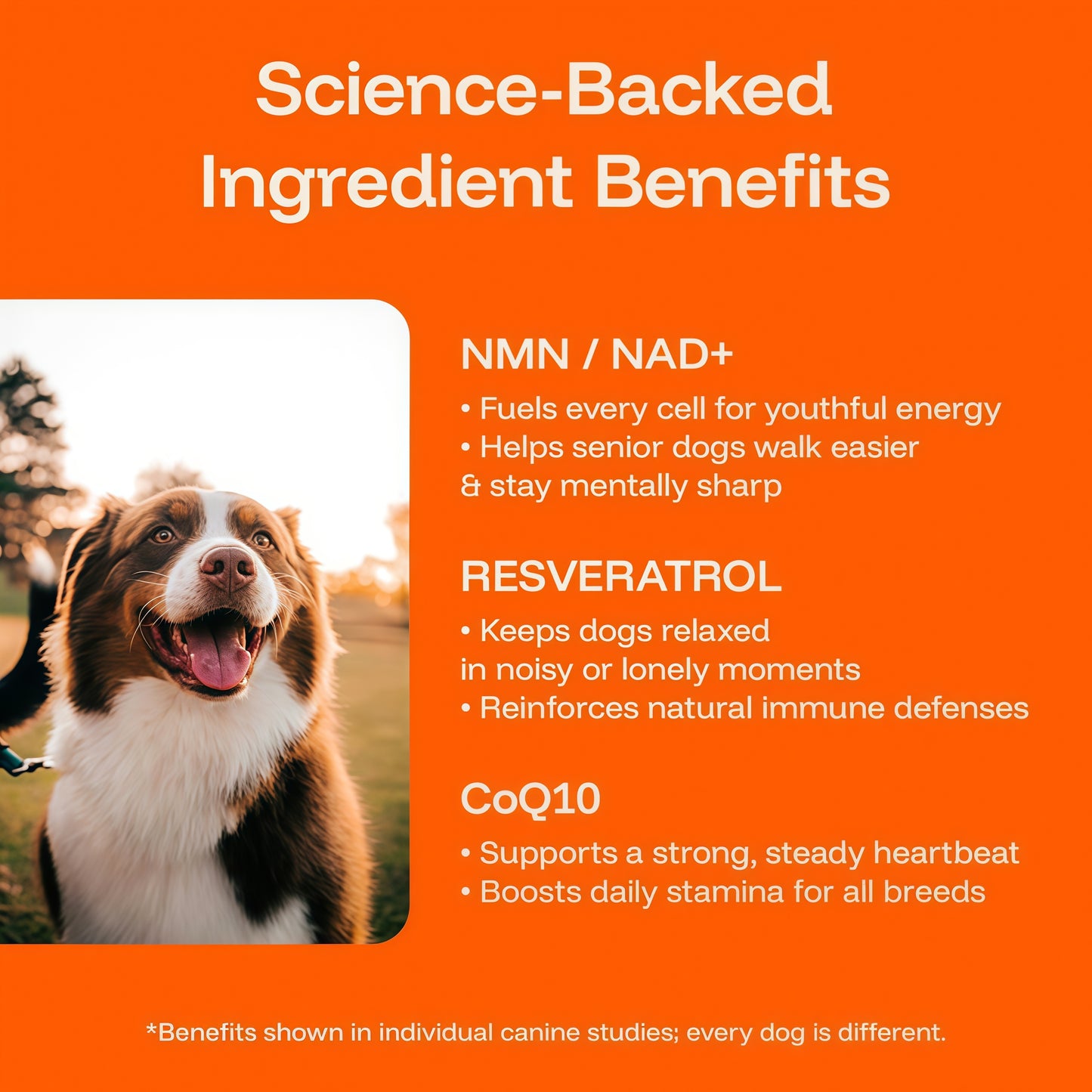 Dog Longevity Supplement NAD+ & NMN - Joint Health, Vitality & Healthy Aging - Nano liposomal Technology - Easy to Give Every Day - Better Absorption - Resveratrol - CoQ10